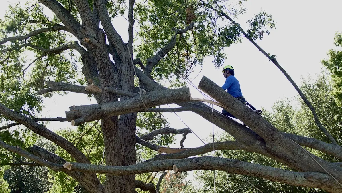 Professional Hazardous Tree Removal performed by certified arborists in Machias