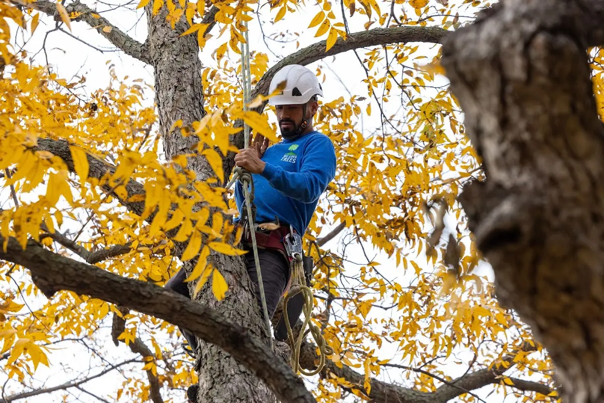 Skilled Tree Pruning crew working in Machias